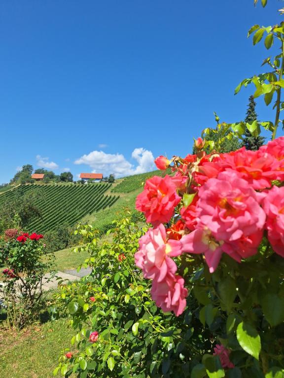 Summer Wine romantisches, fahrradfreundliches Weinbergidyll mit Traumausblick gleich neben Buschenschank! - 5