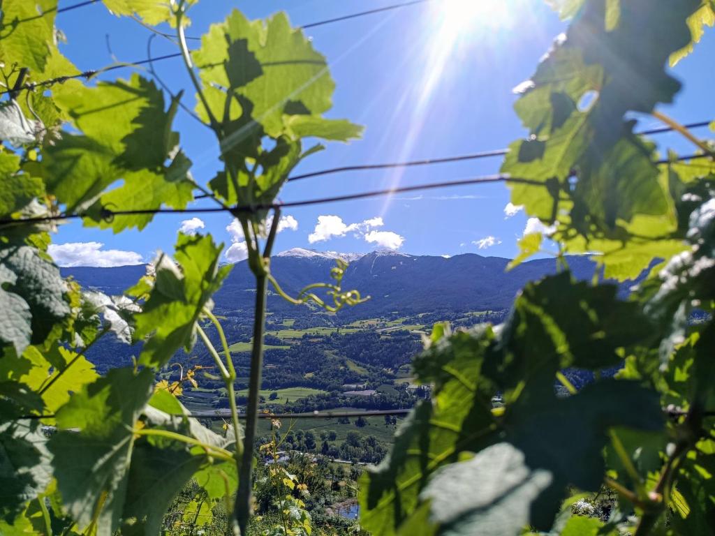 Saxöler Brixen - 5
