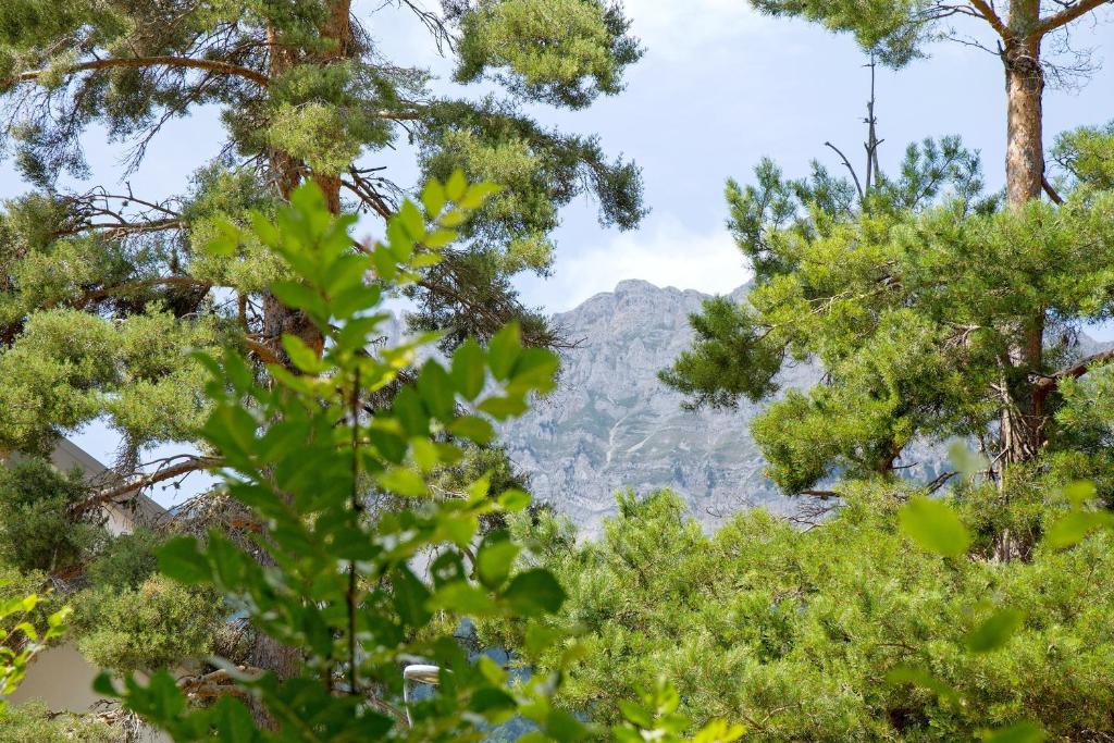 Les Centaurees - 5