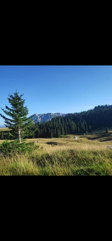 sunny house Zabljak Uskoci - 5