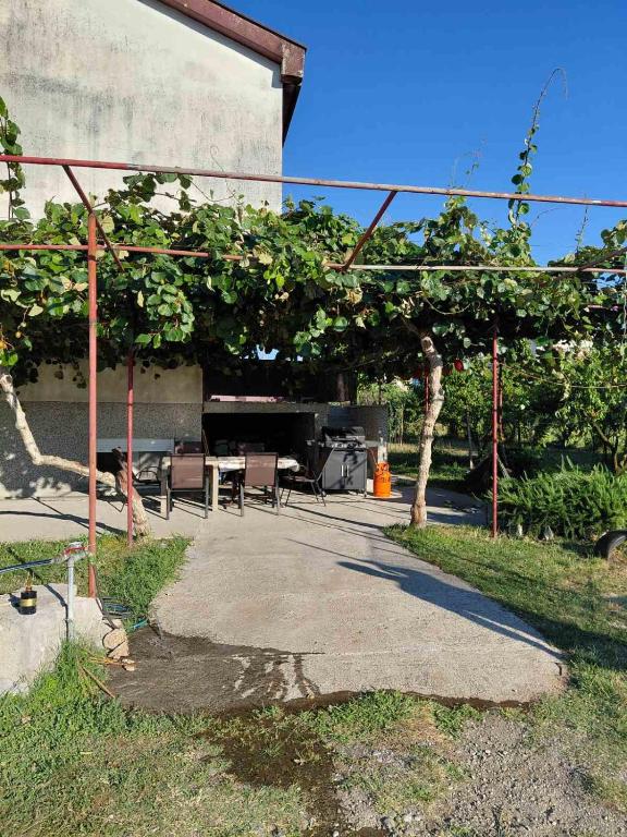 Kiwi house - 1