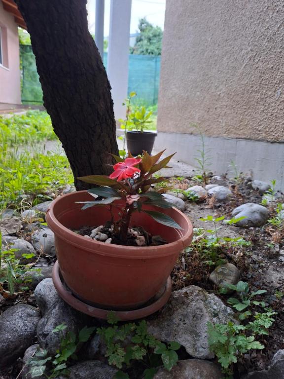 Apartman Mickey - 2