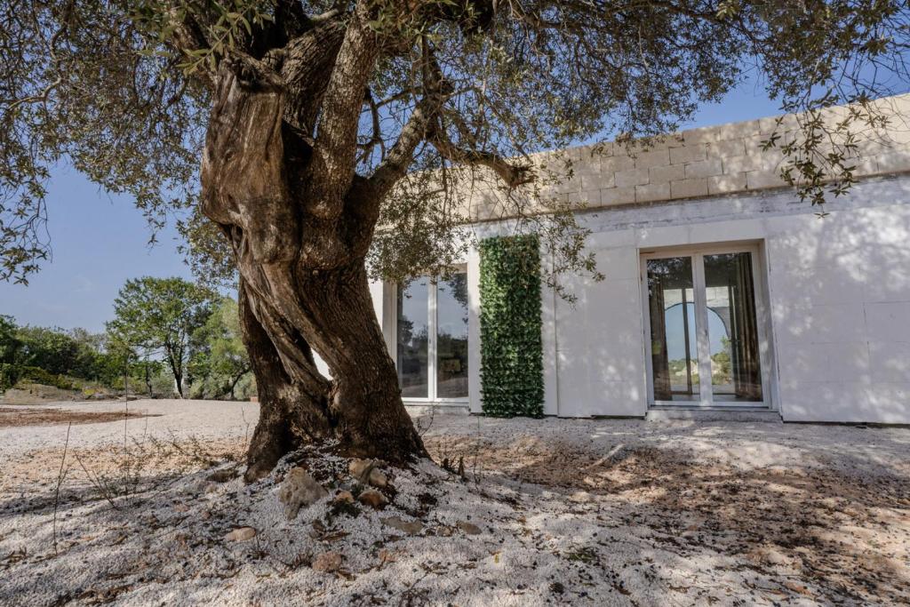 Villa tra gli Ulivi - Ostuni - 1