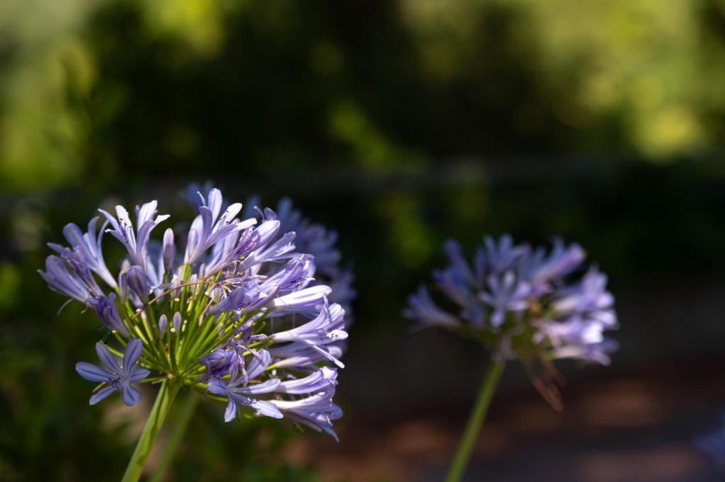 Prepo Green Escape - Appartamento con Giardino - 4