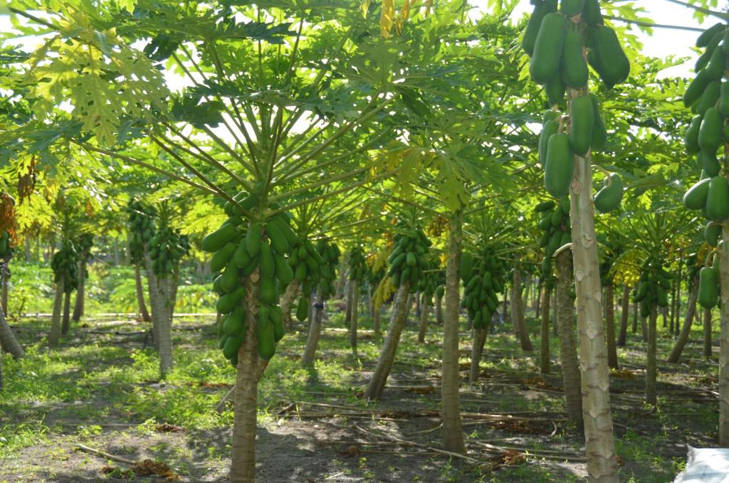 Surrounding environment