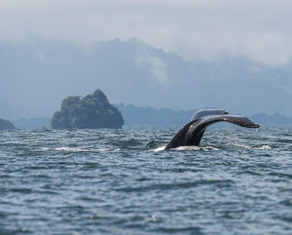 Anigua Pacific Lodge By Afloat - 4