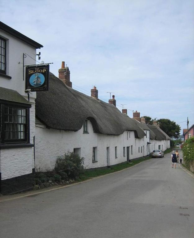 Willows near Bantham, South Devon photo 8