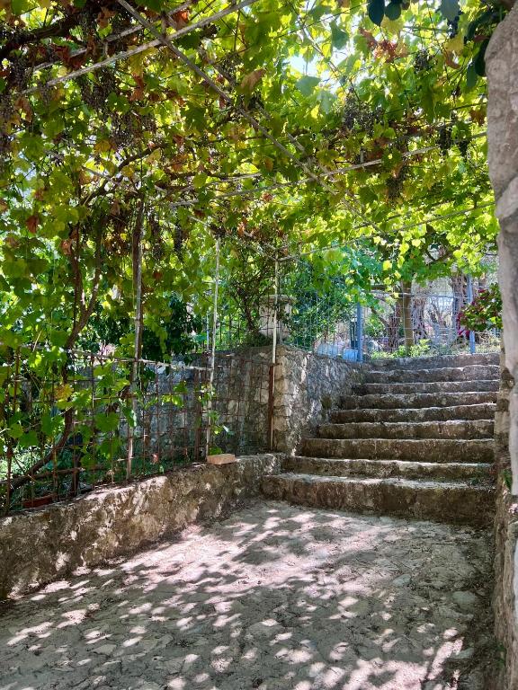 Olive Escape - 5