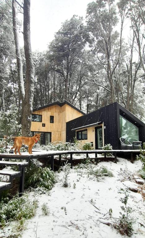 Bosque Cipreses Sur - 1