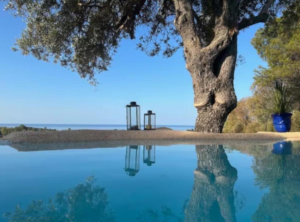 The Olive Grove - 5
