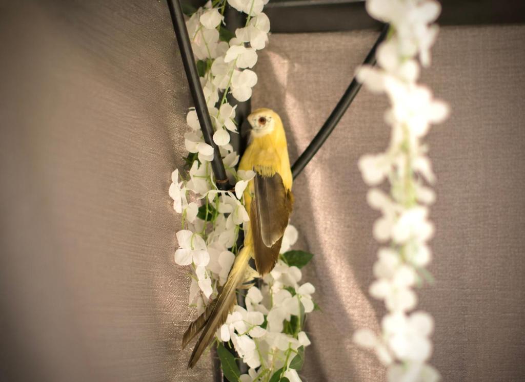 Aphrodeseum Romantic Suite - 4