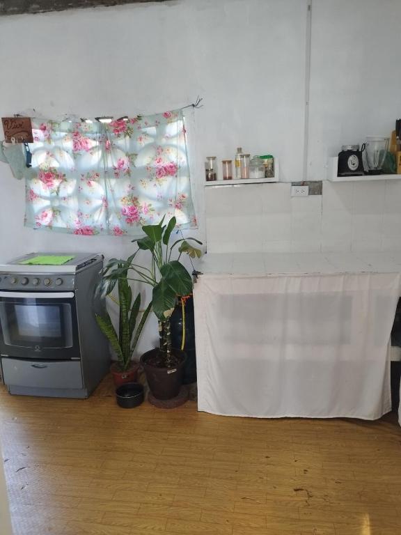 home of plants - 2
