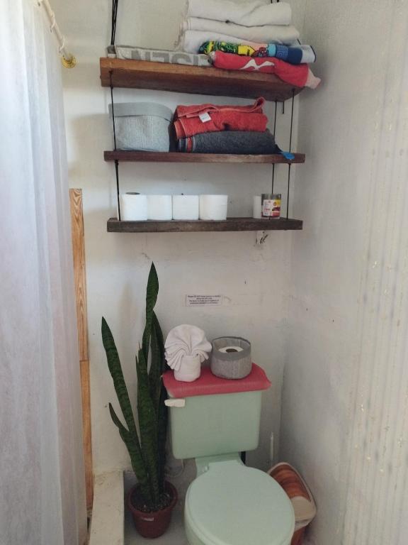 home of plants - 5