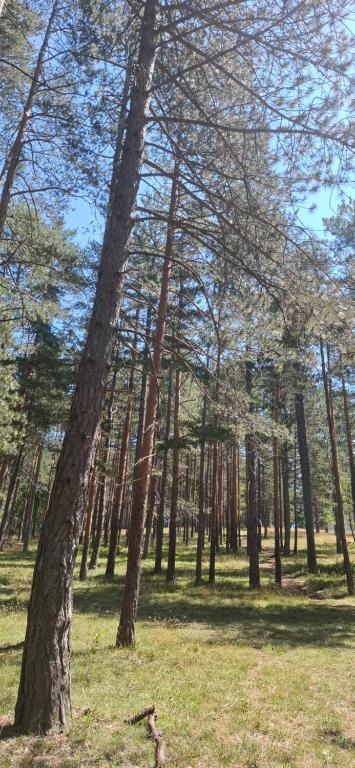Apartman Mirković Zlatibor Central Residence - 3