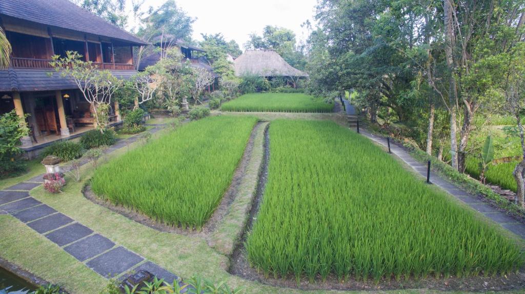 Taman