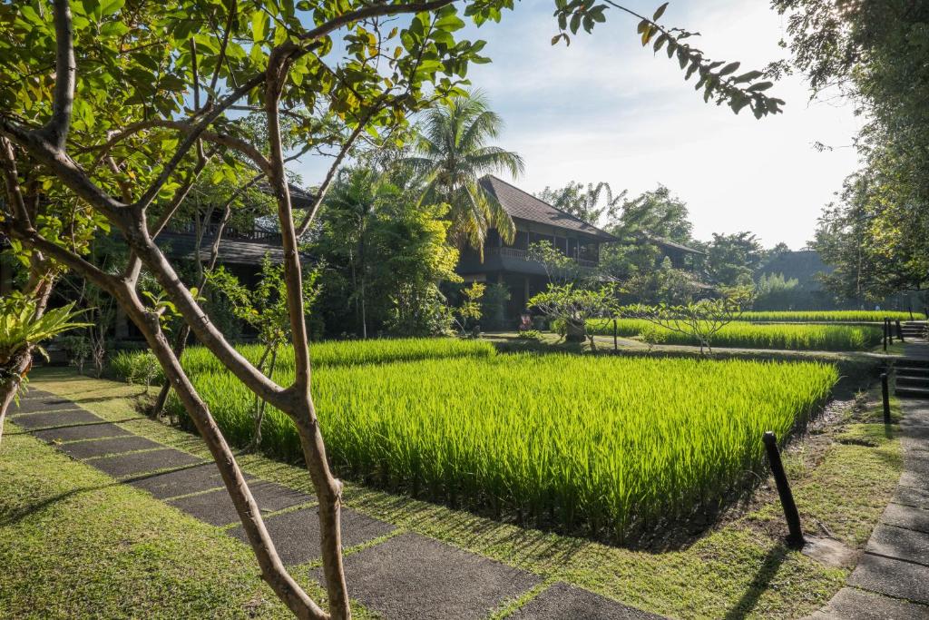 Taman