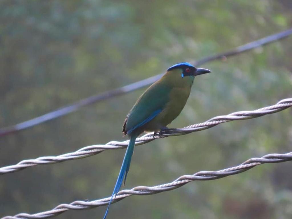Medellin Bird watching Cabin reserved Forest - 4