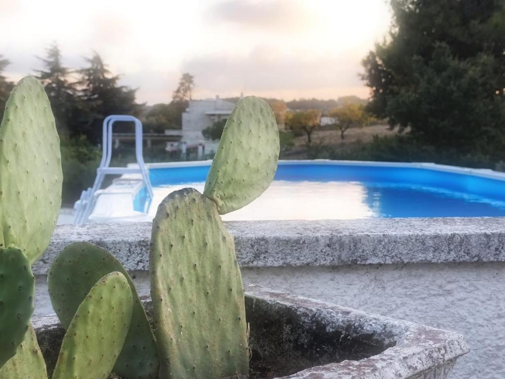 Trullo Assiolo Valle d'Itria Privacy&Peace APERTO TUTTO L'ANNO - 2