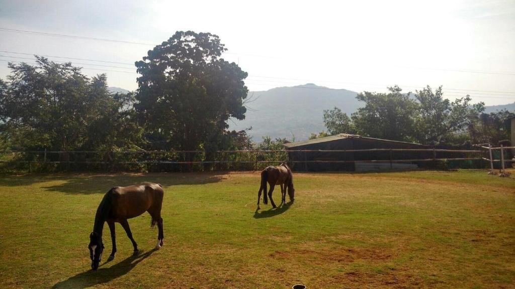 Horseback riding