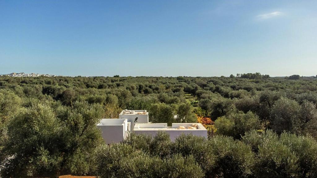 Trullo with courtyard and olive tree in Puglia - 1