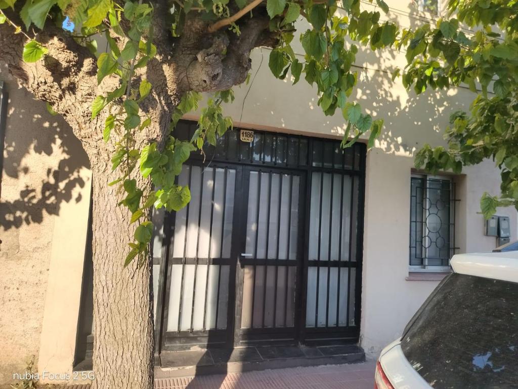las amelias - 5