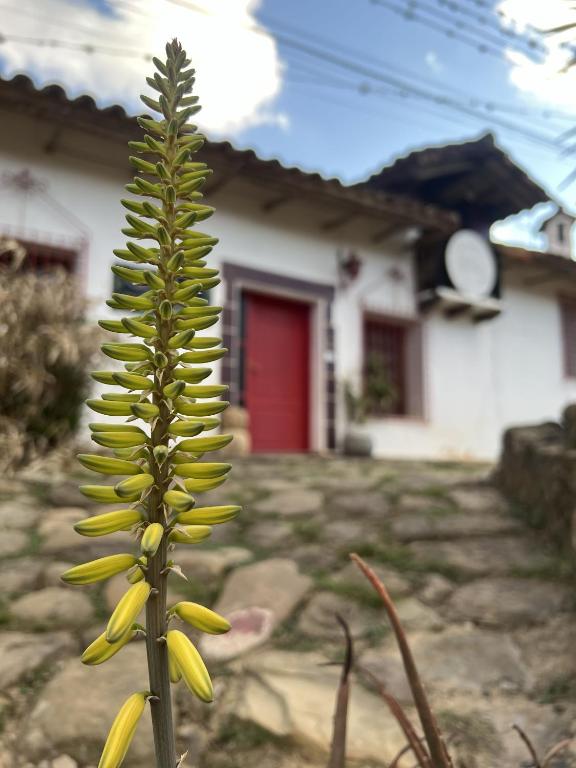 Casa Alquimia Guesthouse - 2