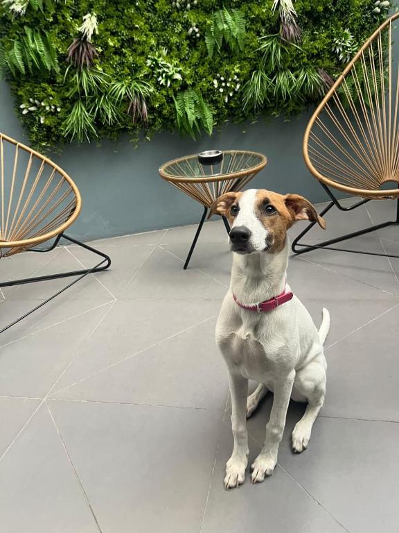 En Palermo, a metros de Plaza Serrano, Pet Friendly, con Patio, Ideal para unos dias - 2