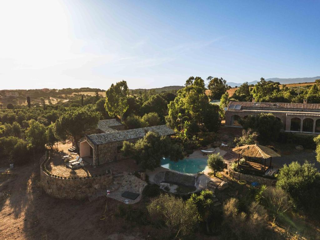 The Olive Grove - 2
