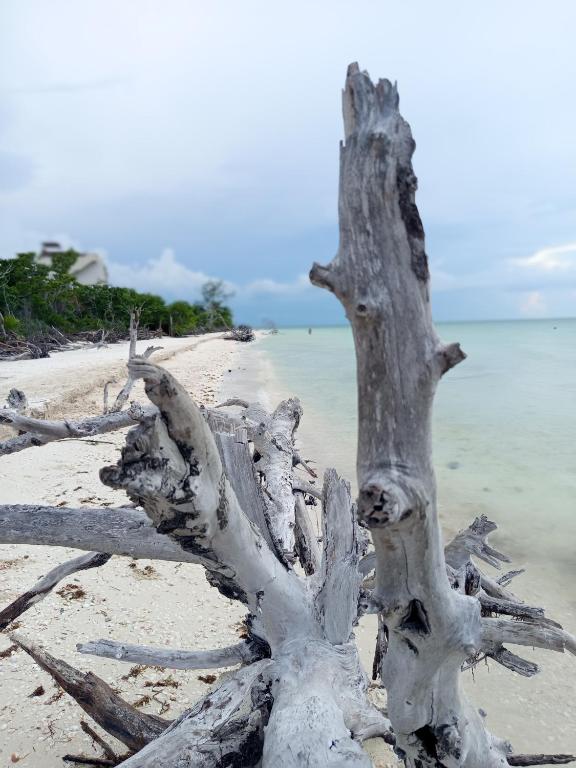 Mi habitat holbox-Maravilla natural - 1