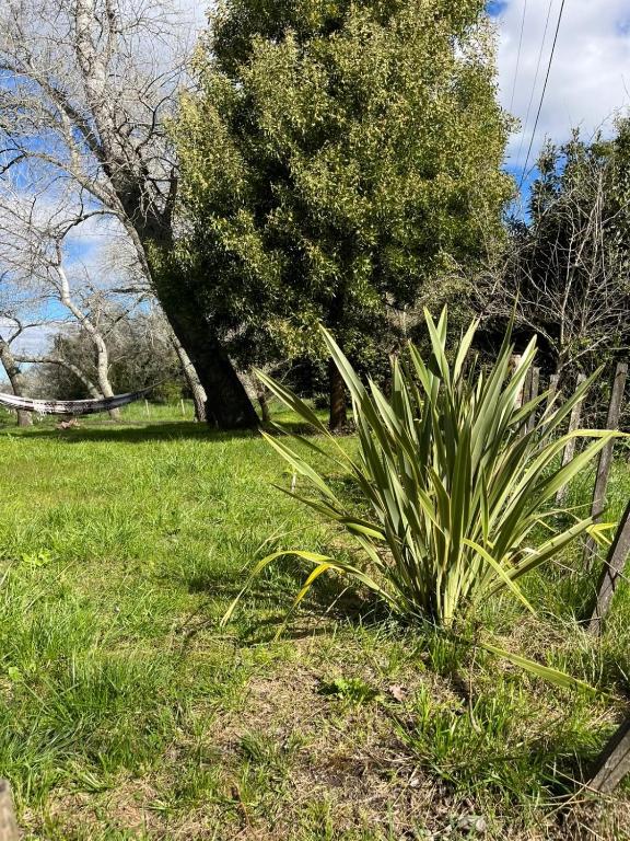 Refugio de Campo con Gran Parque y Quincho A 15 min de Pinamar - 3