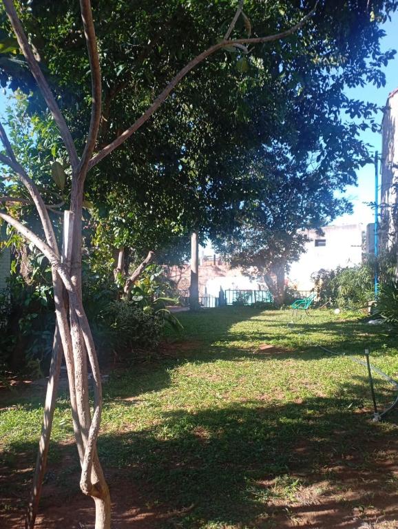 The Urban Forest - 5