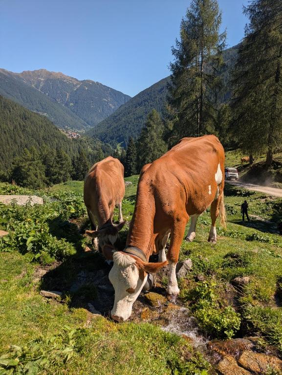 Il Ghiro Alpino - 1