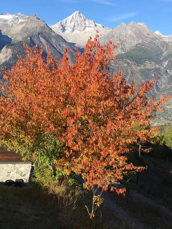 Haus Panorama Wohnung Bietschhorn - 5