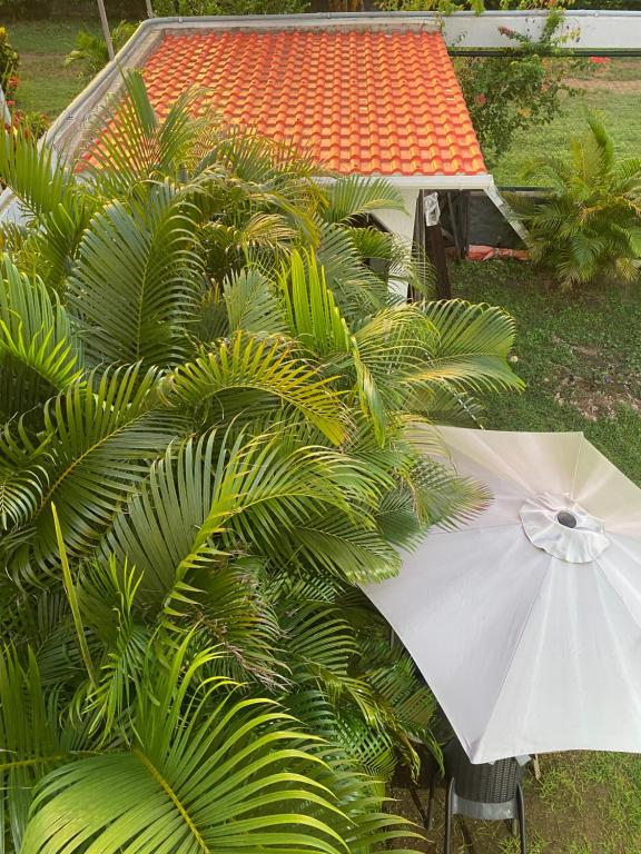 Casa Ingrid "Tambran and Coconut" - 3