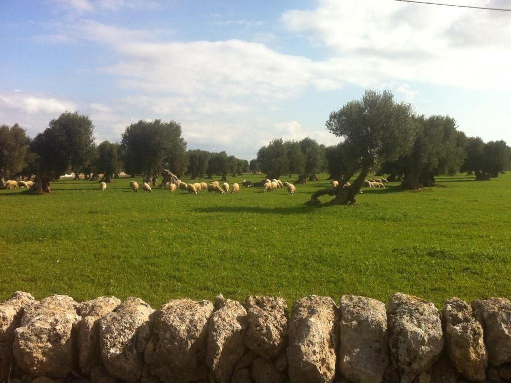 Masseria Pelosella B&B - 3