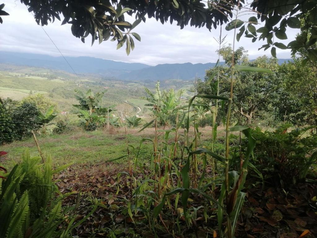 Finca Adamur - 4