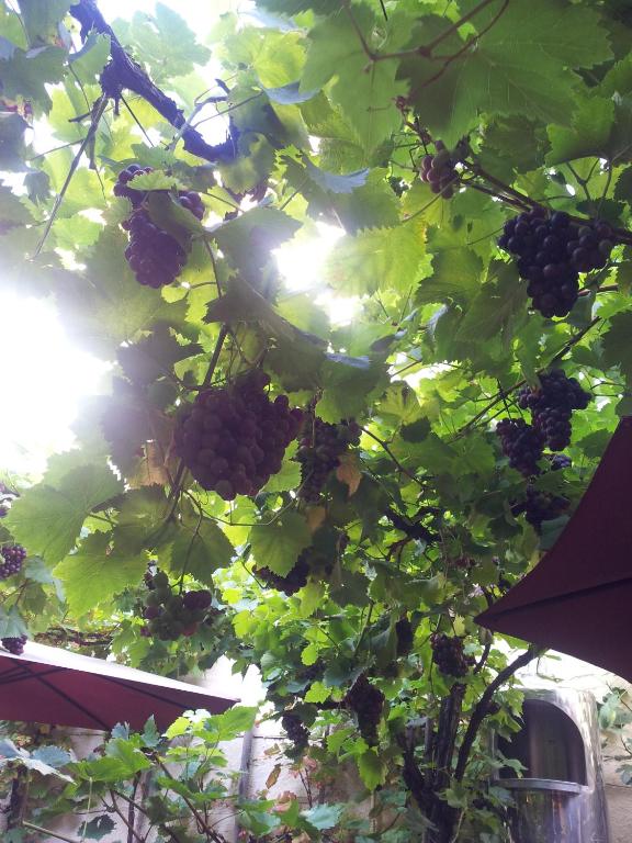 Weingut Haxel photo