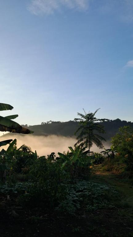 Sallqa samana - 1