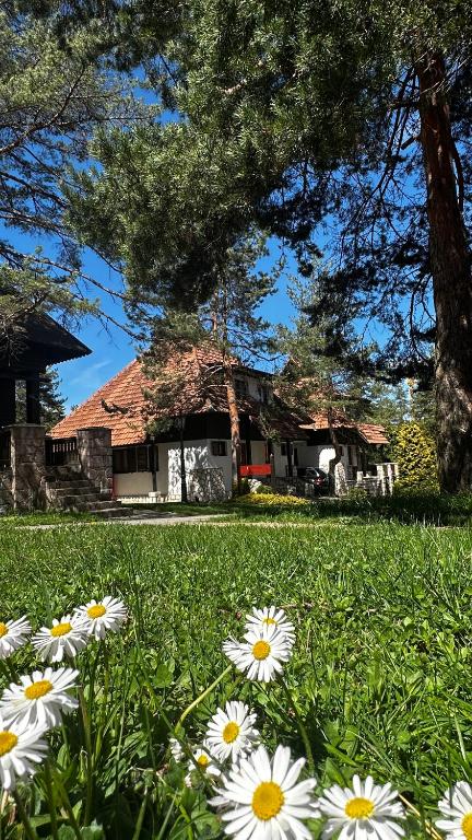 KRALjEVI KONACI ZLATIBOR - 4