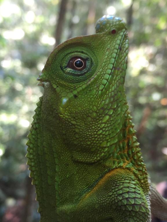 Rainforest Mount Lodge photo