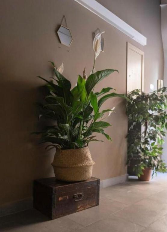 Trastevere Suites - 2