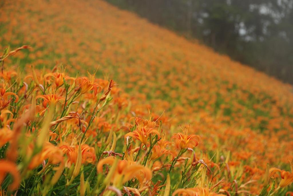 Qingshan Homestay 호텔 이미지 1