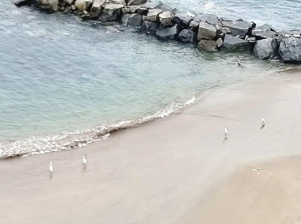 Amoblado y arrendado con Jacuzzi Vista al mar - 5