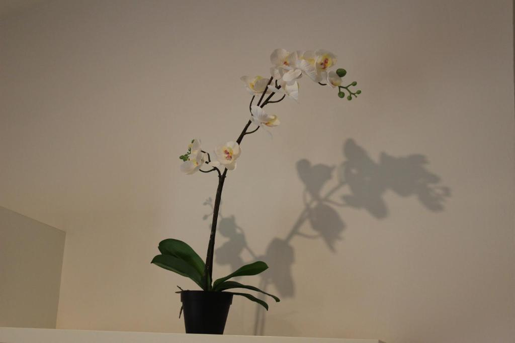 Alessandra House - 5
