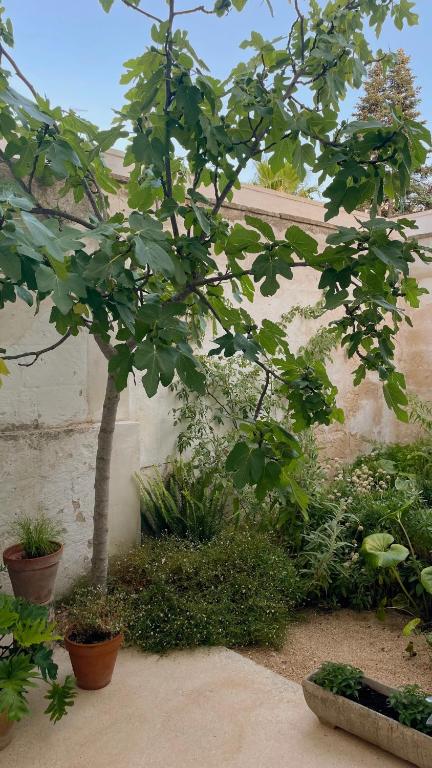 Casa Trisolini - 5