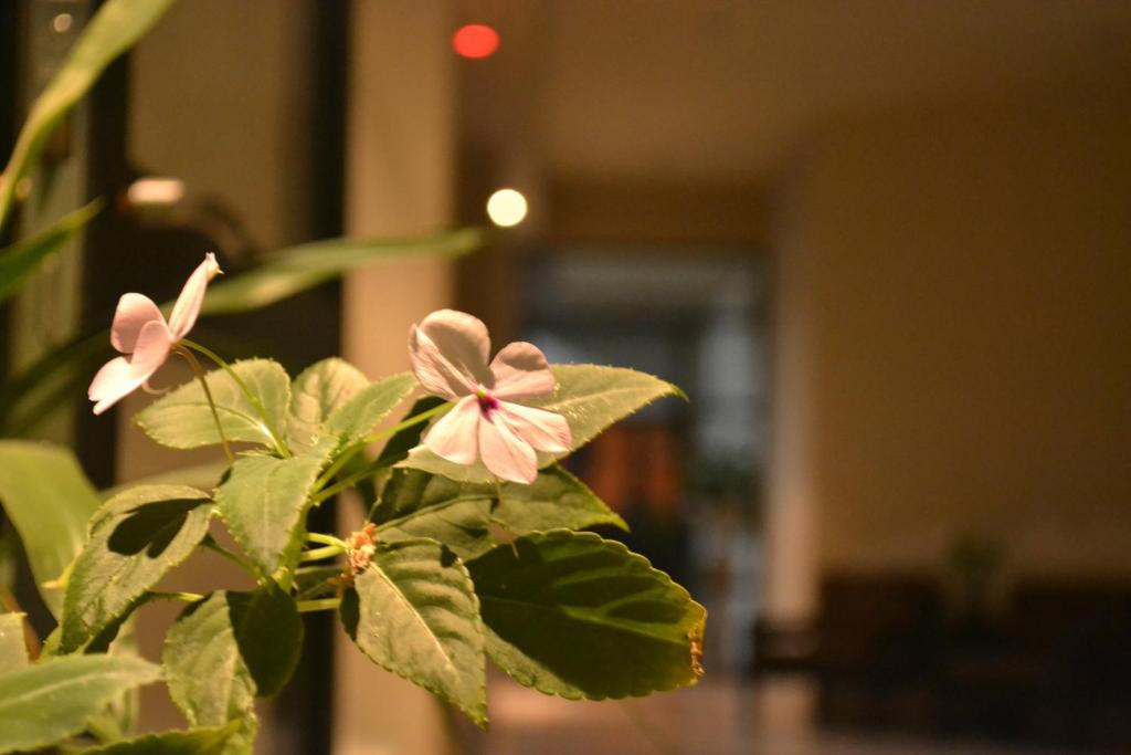 Guest House Jujuy photo