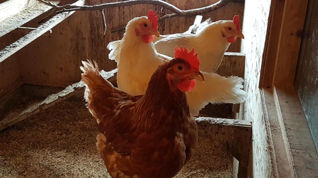 Klara's Farm Holidays photo