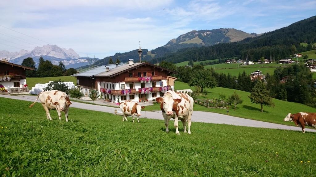 Bio-Bauernhof Niederlehen - 3