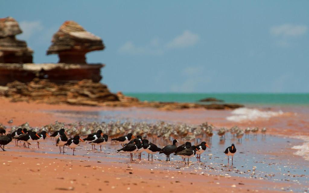 Broome Bird Observatory photo