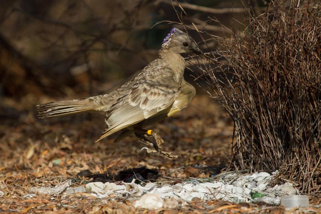 Broome Bird Observatory photo